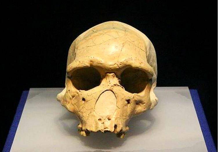 人类真的起源于非洲六年前中国发现的一只猴子改写了历史