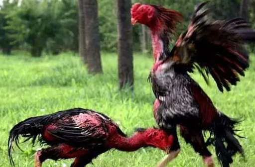 现在养到了三斤多重,按照3000元/斤的市场价来看,这只斗鸡的价值已经