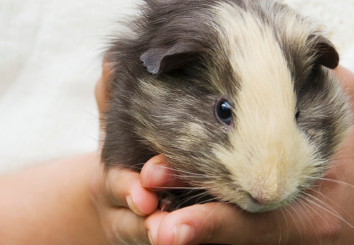 外来宠物如何逐步训练您的豚鼠