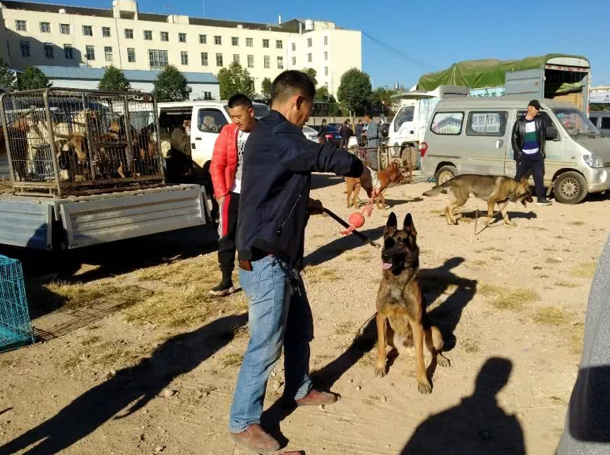 原创男子出售马犬报价1300元大家都嫌贵短短几分钟后都想买