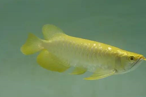 原创这是什么操作鱼友把价值近几十万的龙虎鱼冻在冰箱里真爱啊