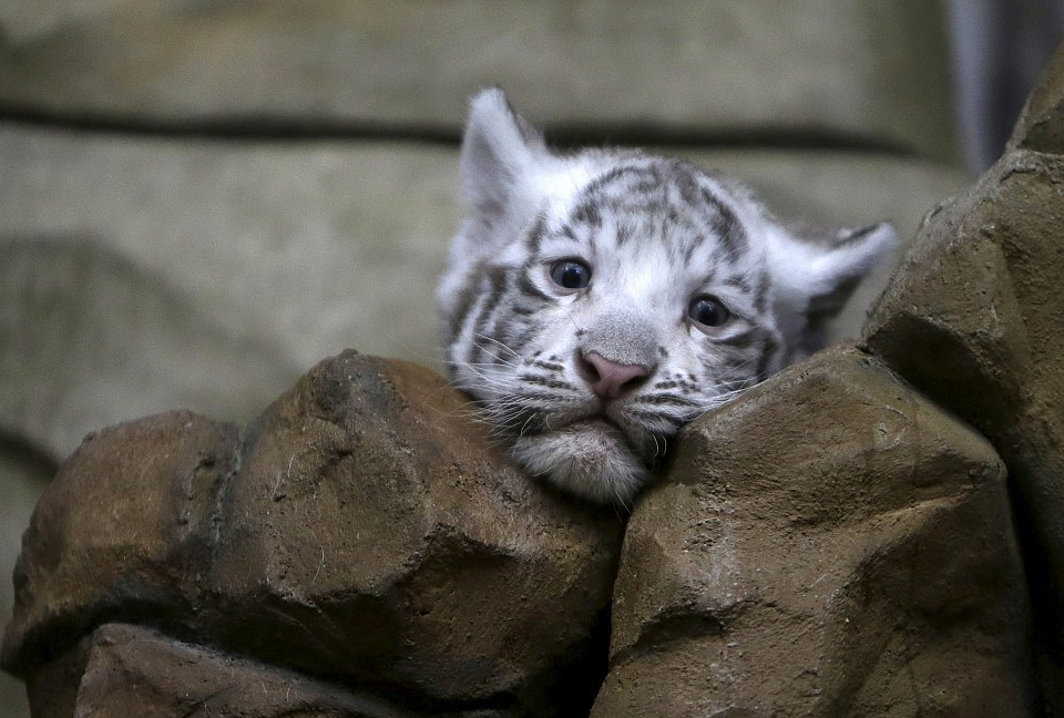 原创小老虎因长相太萌被游客戏弄虎妈妈怒了你再动一下试试