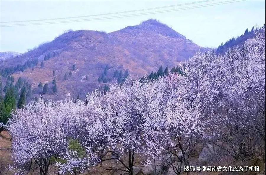 游客们漫步古灵山,徜徉缤纷花海,欣赏多彩风车,尽享花海风
