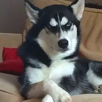 着颜值与智商的不对等加上犯二的动作和表情,让很多人喜欢上了哈士奇