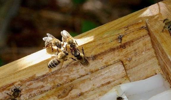 断子的意思就是不让蜂王产卵,避免有敌害隐藏在幼虫巢房中无法杀灭