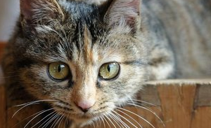 原创狸花猫为何不受国人欢迎原因有以下几点特别是第四点