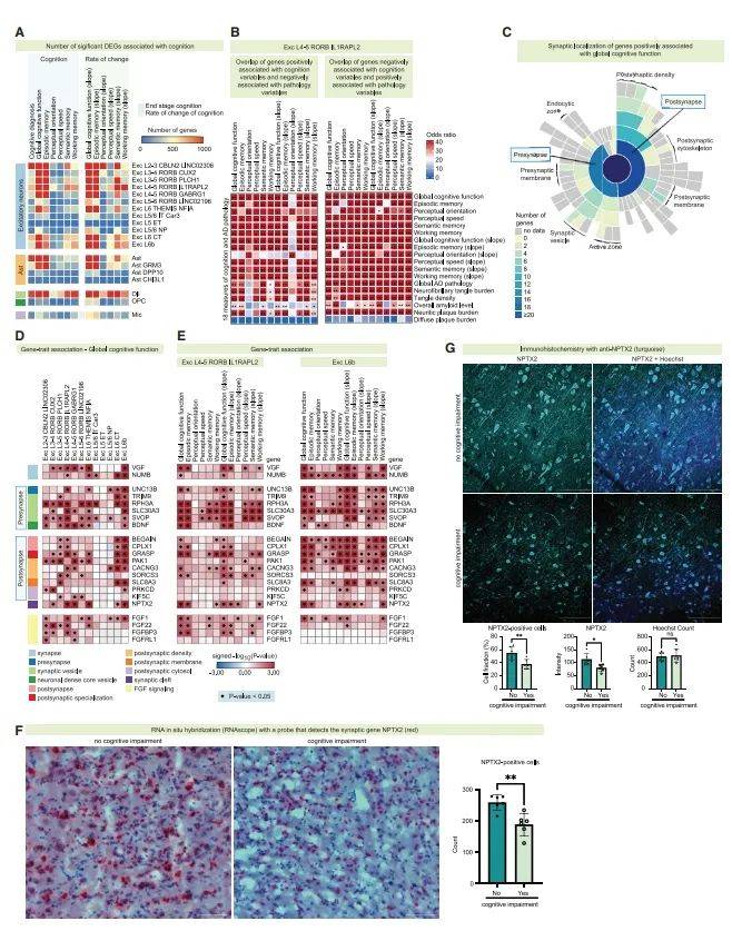 文献解析之单细胞图谱揭示了高认知功能痴呆和阿尔茨海默症病理文章