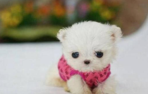 原创茶杯犬的背后那些可爱的小茶杯狗是怎么来的再也不想购买了