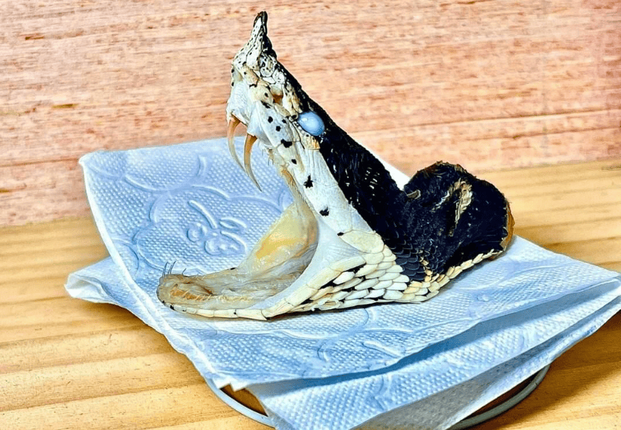 蛇能被养熟吗一农妇与蛇窝同居十年泰国毒王却被一口咬死