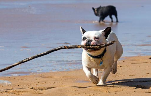 法国斗牛犬,本来就是一种喜欢安静的狗狗,平时很少会有大吵大闹的时候