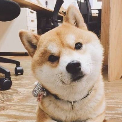 原创女主人结婚柴犬感到万分伤心于是很不屑的看了一眼新郎