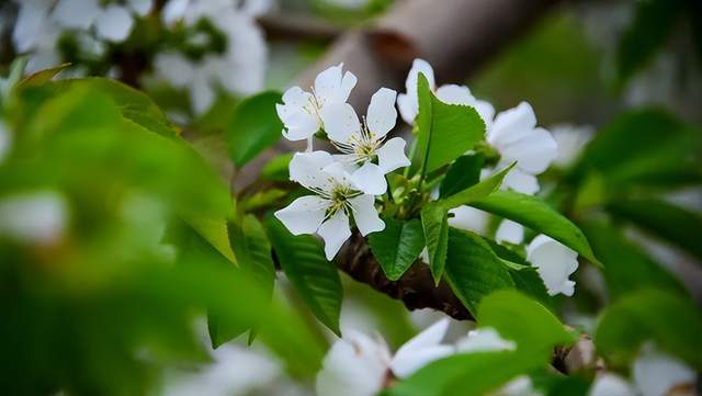 花诗意无限的春日画卷绘成一幅生机盎然引得蝶飞蜂舞游人陶醉馥郁芳香