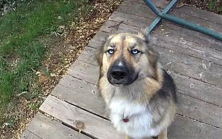 花3000元买的德牧,长大后发现不对劲,网友:这是哈士奇吧