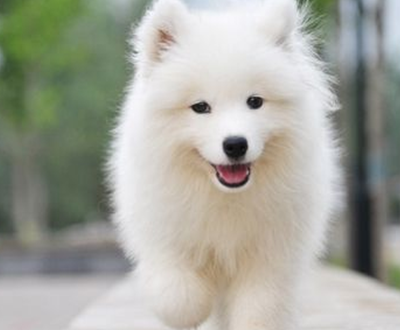 原创萨摩耶五个月骨架小萨摩耶骨架小怎么办