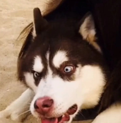 原创女主人带二哈去海边下意识做这个动作二哈当场沙雕网友笑疯