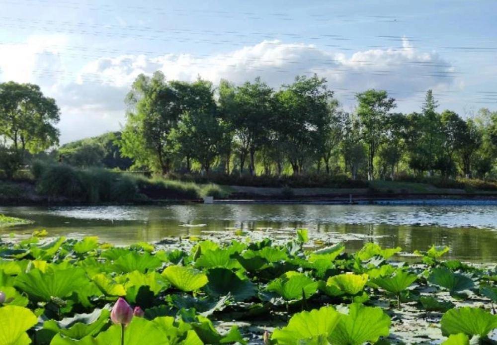 原创江苏花桥生态湿地净水公园令人陶醉其中