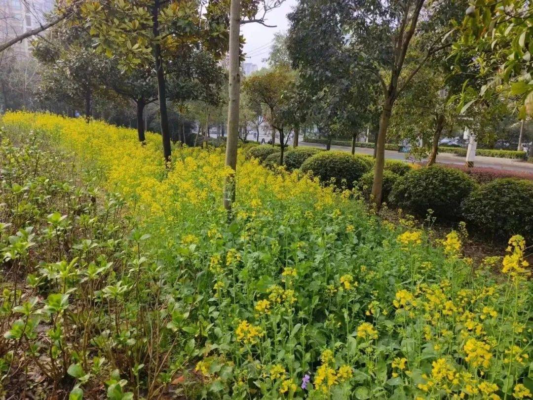 上海版油菜花海上线_地址_春光_公园