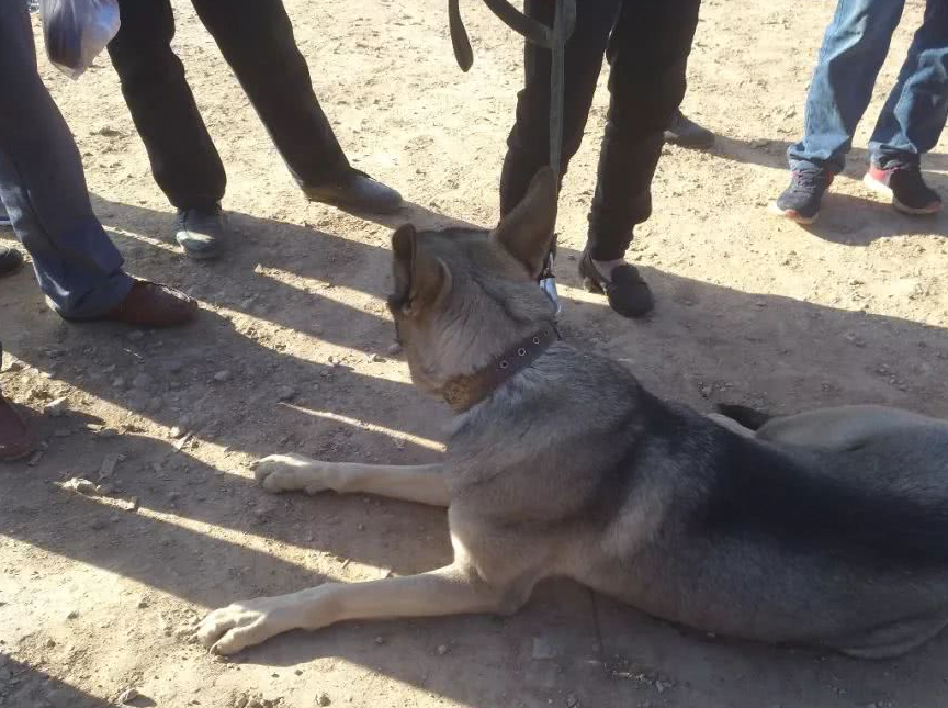 狗市出售狼青,买家出价1000元,主人表示最低1500元!_狗狗_价格_买主