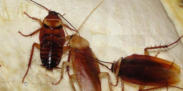 厨房洗手间随处可见的蟑螂不能用脚踩死