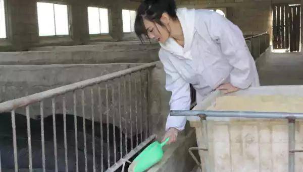 原创女大学生养猪记本想通过这平台跻身高薪一族结果因这关泡了汤