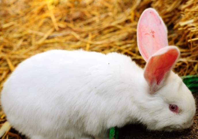 如何为你的兔子设置完美的兔笼?_宠物_干草_笼子