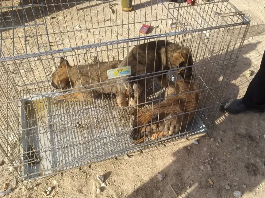 原创狗场繁殖的马犬卖价600元一只对特殊顾客商贩卖价3块