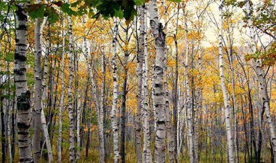 世界上最硬的树,就长在我国东北,伐木工看见就头疼比钢铁硬一倍_桦树