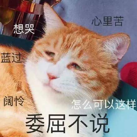 男友去女方家给猫也带了礼物,网友:希望未来也给猫