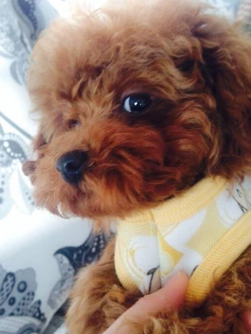 想养泰迪犬养了的人都会有这5个病态你也可能会中招