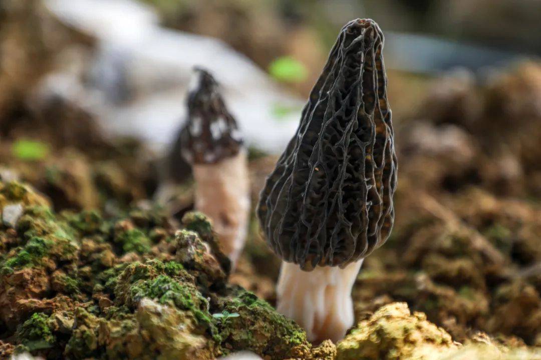 春季限定!观山湖金华羊肚菌来了!_种植_大棚_进行