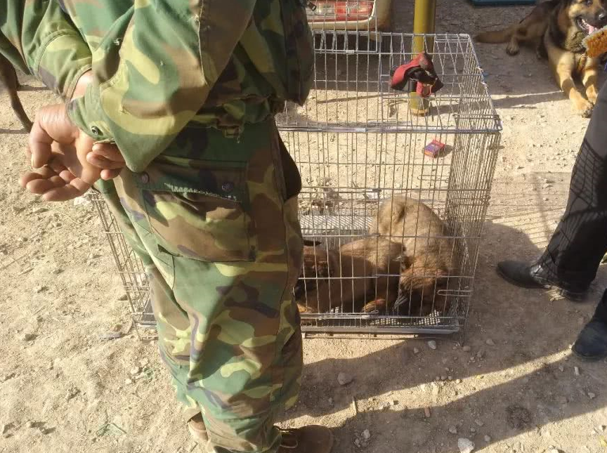 原创狗场繁殖的马犬卖价600元一只对特殊顾客商贩卖价3块