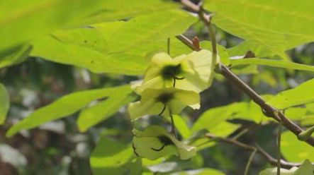 得了糖尿病不敢吃甜的喝水时加点它不仅甘甜还能平稳降血糖