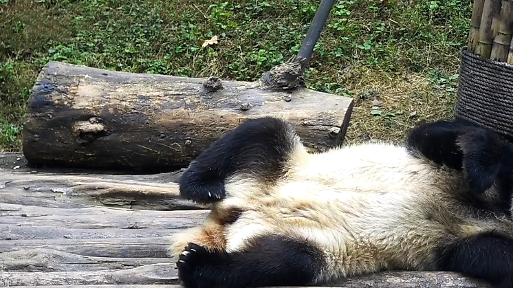 原创等着被投喂的滚滚最后这个动作太绝了网友战五渣名不虚传