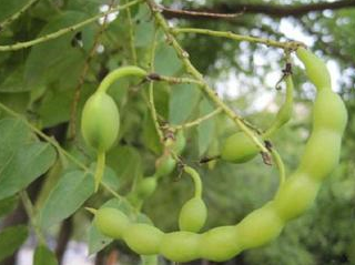 槐角性味苦,归经肝,大肠经,槐角茶有清热解毒,凉血止血的作用,能够