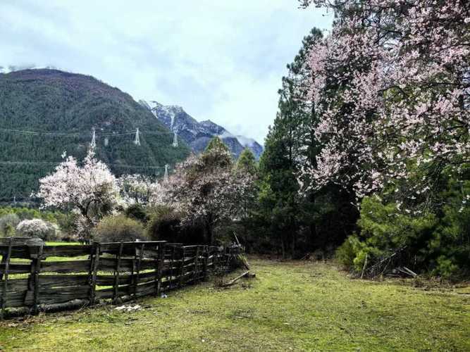 现在去西藏旅游7天大概多少钱鲁朗林海七天自由行路线攻略