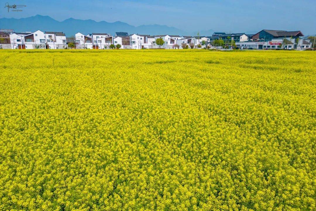 东梓关油菜花图片