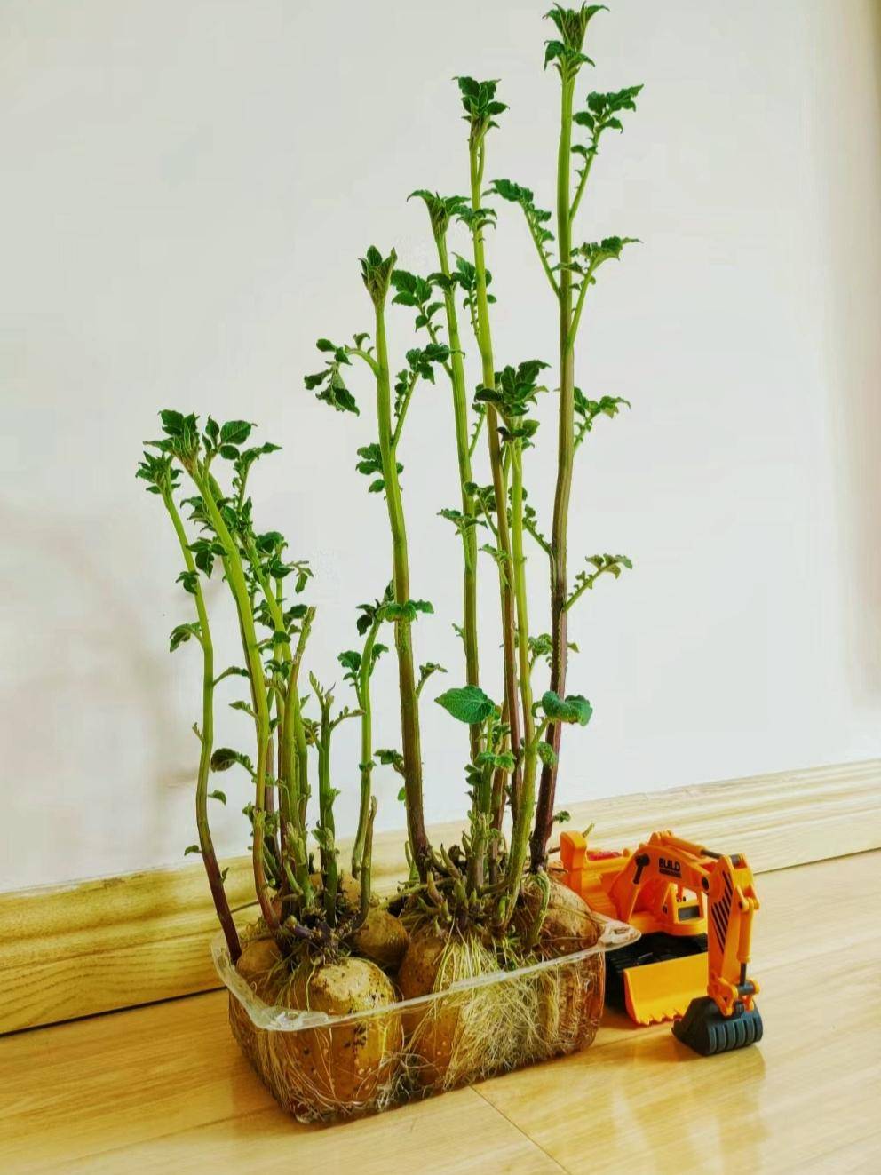 发芽的土豆别扔掉,给它一次重生的机会,将其放在花瓶口或者浅水器皿