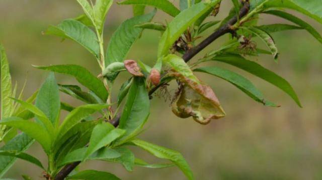 桃树虫害防治及注意事项