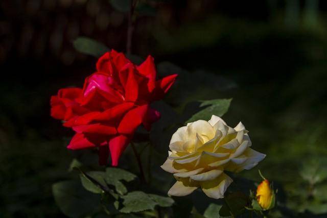 原创月季花蔷薇的区别好养吗月季蔷薇都有哪些品种