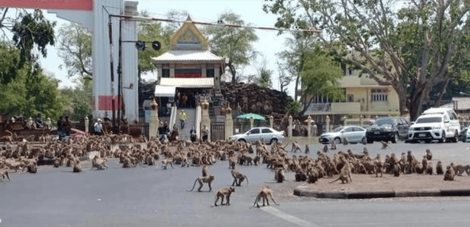 猴子_面容_生活