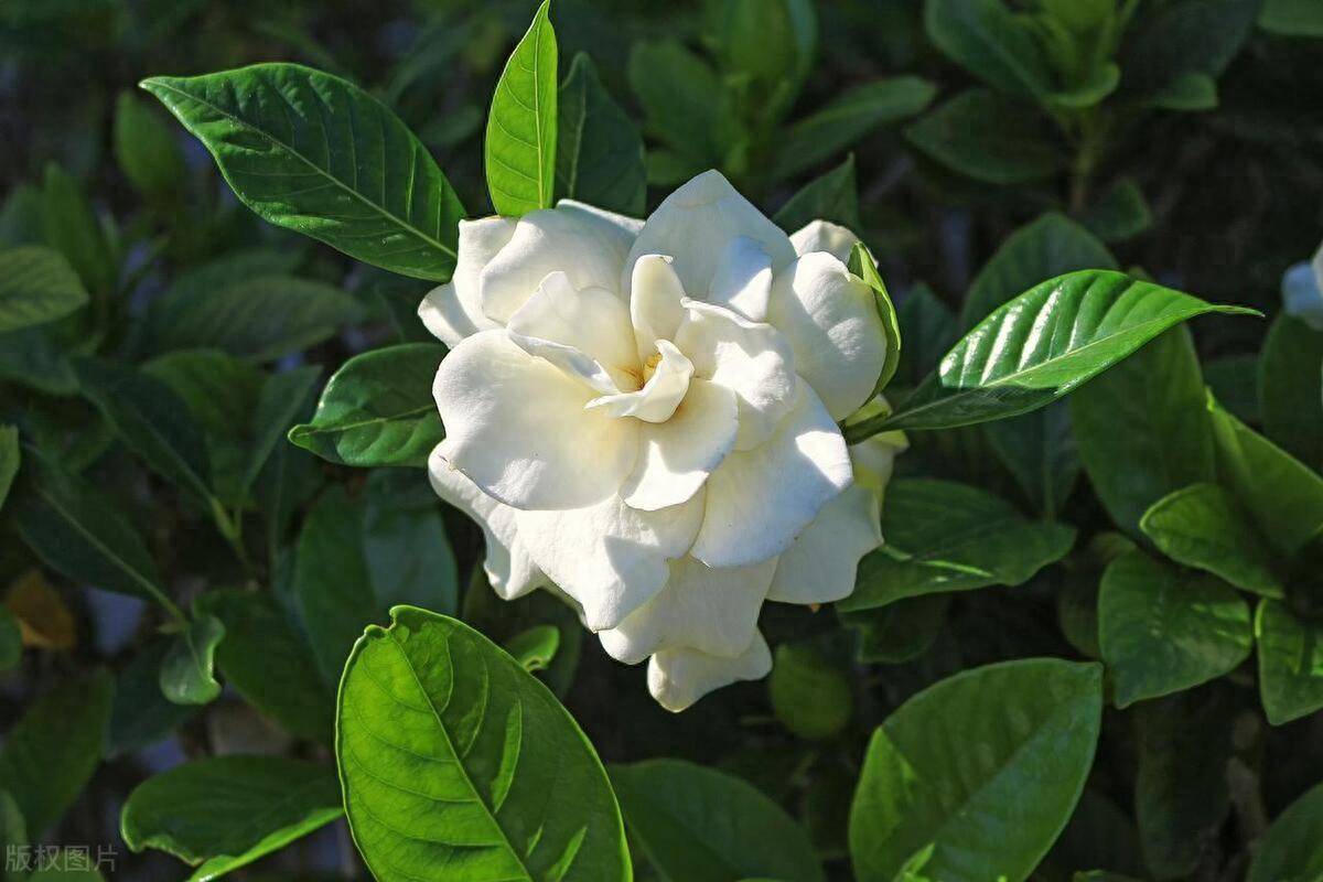 原创怎样养好栀子花光照和浇水篇