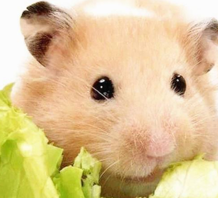 原创懒懒散散的熊类仓鼠可是很难叫醒的饲养它们一定要注意这些