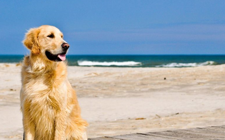 我们都知道,金毛寻回犬也是一种非常热门的狗狗之一,它们以性格温暖