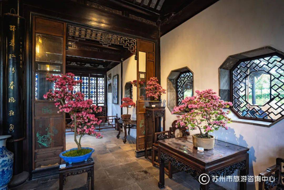 中的运用全方位展示苏派盆景造型技艺以组合盆景,花架,博古架等多种形