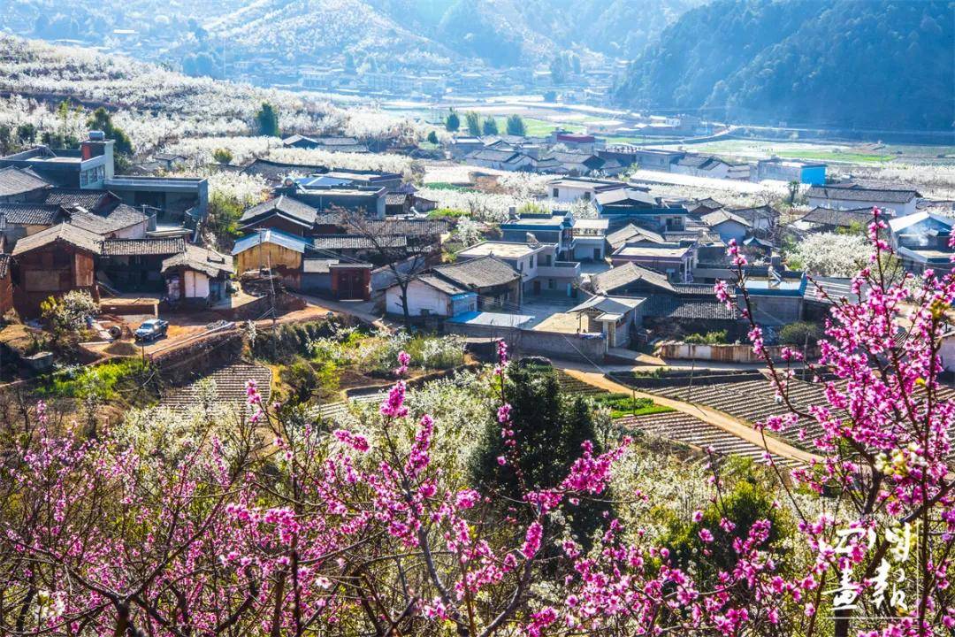画卷天府·百花迎春|春到盐边 听见花开的声音_攀枝花市_杜鹃花