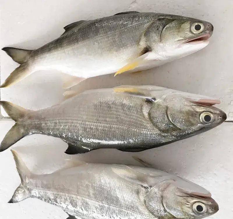 原创马友鱼的技巧钓法掌握鱼的持性用对钓法钓它还不是简简单单