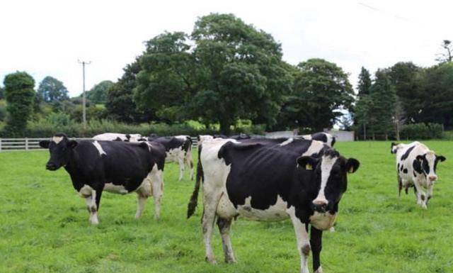 而且因为持续的投入,工业发展那是非常的迅速,使得爱尔兰工业占比,从