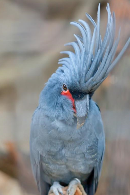 国内有没有不好说,哪怕有数量也不会超过50对,价格不会比金刚鹦鹉便宜