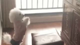 2分钟动物拜佛视频,刷爆圈子!太神奇_佛像_寺庙_老鼠