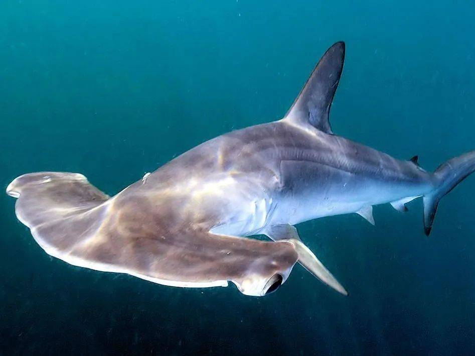 海洋冷知识之鲨鱼_牙齿_身体_软骨鱼